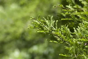 Metasequoia gl. 'Daweswood Tawny Fleece'