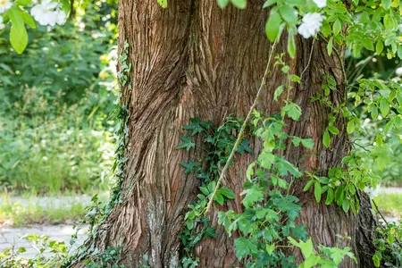 Metasequoia gl. 'Daweswood Tawny Fleece' - 175-200 CM C50 - image 5