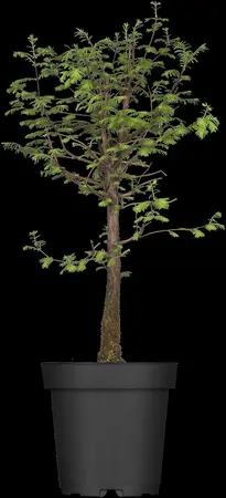 Metasequoia gl. 'Daweswood Tawny Fleece' - 30-40 CM C3 - image 4