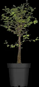 Metasequoia gl. 'Daweswood Tawny Fleece' - 30-40 CM C3 - image 4