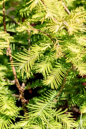 Metasequoia glypt. 'Chubby' - 30-40 CM C3 - image 3