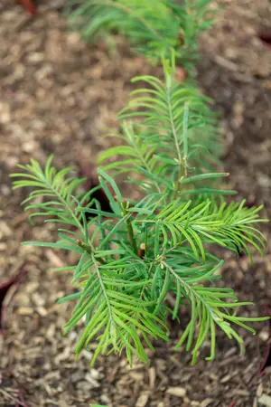Metasequoia glypt. 'Chubby' - 30-40 CM C3 - image 5
