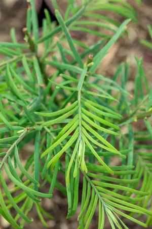 Metasequoia glypt. 'Chubby' - 80-100 CM C10 - image 5