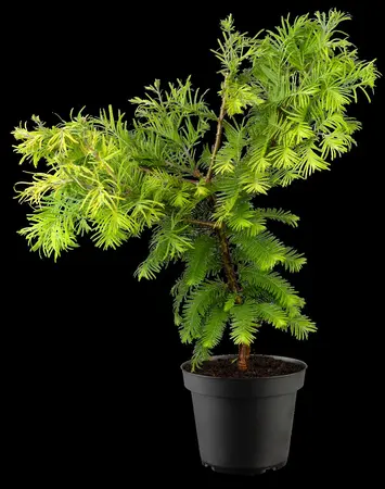 Metasequoia glypt. 'Chubby' - 80-100 CM C15 - image 4