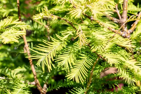 Metasequoia glypt. 'Chubby' - 30-40 CM C3 - image 2