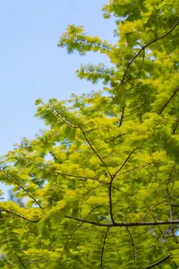 Metasequoia glypt. 'Goldrush' - 60-80 CM C4 - image 5