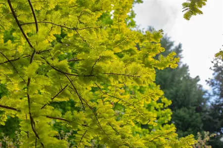 Metasequoia glypt. 'Goldrush' - 60-80 CM C4 - image 2