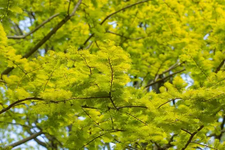 Metasequoia glypt. 'Goldrush' - 60-80 CM C4 - image 3