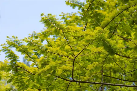 Metasequoia glypt. 'Goldrush' - 60-80 CM C4 - image 4
