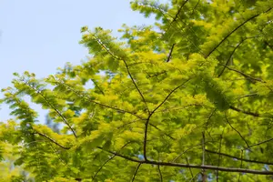 Metasequoia glypt. 'Goldrush' - 60-80 CM C4 - image 4