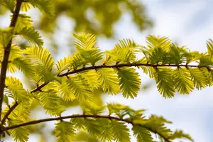 Metasequoia glypt. 'Goldrush' - 60-80 CM C2 WHIP - image 1