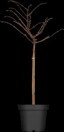 Metasequoia glypt. 'Matthaei Broom' - STEM 200 CM, GIRTH 10-12 CM BR - image 1