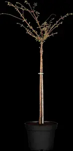 Metasequoia glypt. 'Matthaei Broom' - STEM 200 CM, GIRTH 10-12 CM BR - image 2