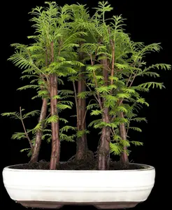 Metasequoia glyptostroboides - 50-70 CM P9 - image 5