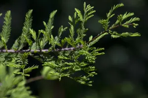 Metasequoia glyptostroboides - 50-70 CM P9 - image 2