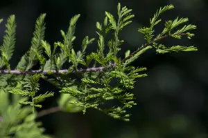 Metasequoia glyptostroboides - STD 10-12 CM CONT    - image 2
