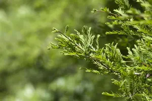 Metasequoia glyptostroboides - STD 10-12 CM FTH. CONT - image 5