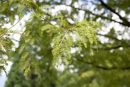 Metasequoia glyptostroboides - 150-175 CM C12 - image 3
