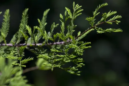 Metasequoia glyptostroboides - 175-200 CM C12 - image 2