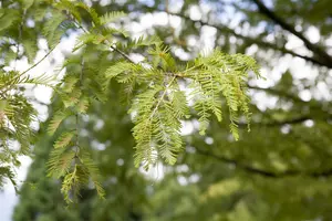 Metasequoia glyptostroboides - 175-200 CM C12 - image 3