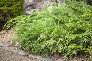 Microbiota dec. 'Lucas' - 2 Ltr pot