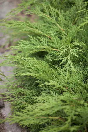 Microbiota decussata - 40-50 CM C3 - image 2