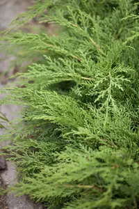 Microbiota decussata - 40-50 CM C3 - image 2