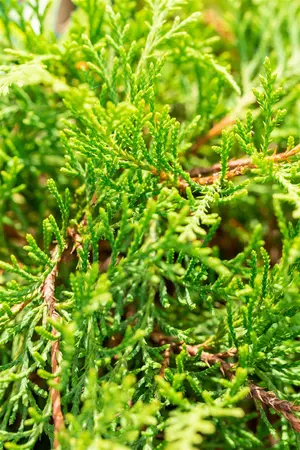 Microbiota decussata - 40-50 CM C3 - image 5