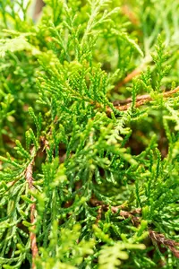 Microbiota decussata - 40-50 CM C3 - image 5