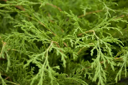 Microbiota decussata - 40-50 CM C3 - image 1