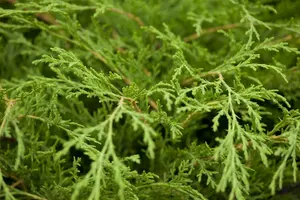 Microbiota decussata - 40-50 CM C3 - image 1