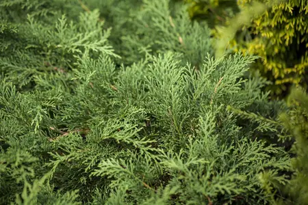 Microbiota decussata - 40-50 CM C3 - image 3