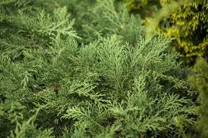 Microbiota decussata - 40-50 CM C3 - image 3