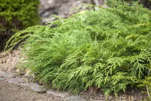 Microbiota decussata - 1.5 Ltr pot - image 4