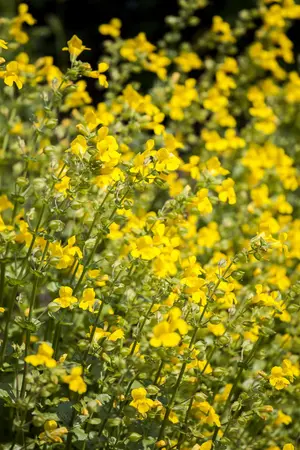 Mimulus guttatus - P9 - image 3