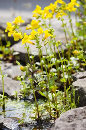 Mimulus guttatus - P9 - image 4