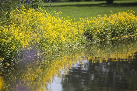 Mimulus guttatus - P9 - image 1