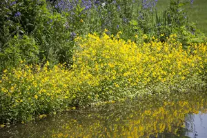 Mimulus guttatus - P9 - image 2