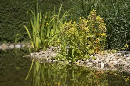 Mimulus guttatus - P9 - image 5