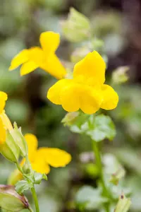 Mimulus luteus - P9 - image 3