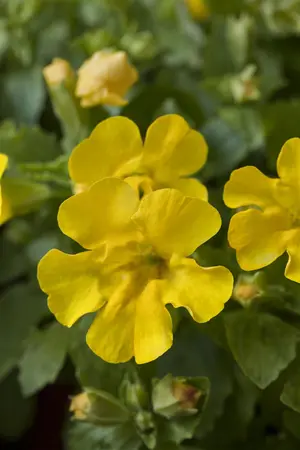 Mimulus luteus - P9 - image 4