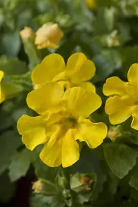 Mimulus luteus - P9 - image 4