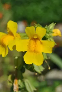 Mimulus luteus
