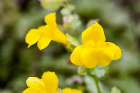 Mimulus luteus - P9 - image 2