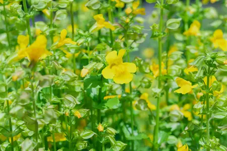Mimulus luteus - P9 - image 5