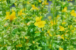 Mimulus luteus - P9 - image 5
