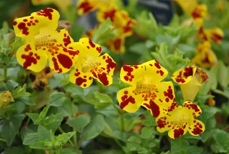 Mimulus luteus 'Variegatus' - P9