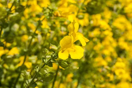 MIMULUS MIX 6Pk
