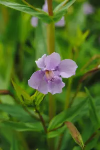 Mimulus ringens