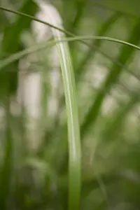 Miscanthus giganteus 'Lottum' (Alligator)